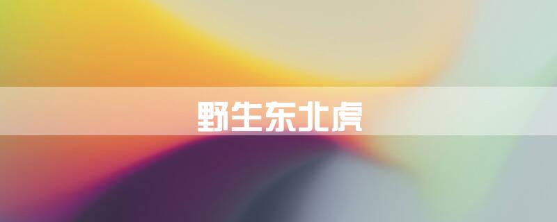 野生东北虎\